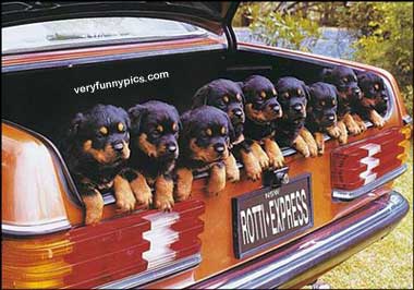puppies in trunk